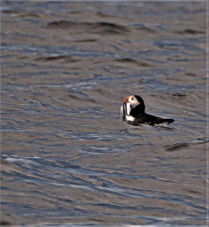 puffins